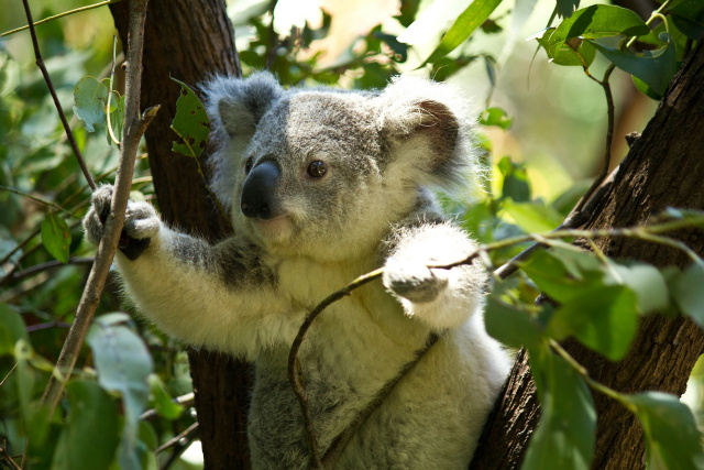The defensive chi energy that surrounds and flows through everything is strengthened in the presence of this powerful oil. Eucalyptus helps promote deep breathing allowing you to move into a more tranquil state of prayer and meditation.